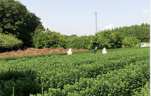 鈴幸農園